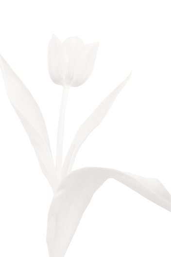 Ansicht 4 - Trauerkarte Tulpe
