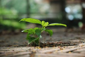 Symbolträchtiger Baum für das Kind