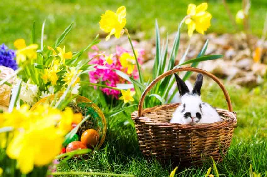 Hase in einem Weidenkorb auf grüner Wiese inmitten blühender Osterglocken